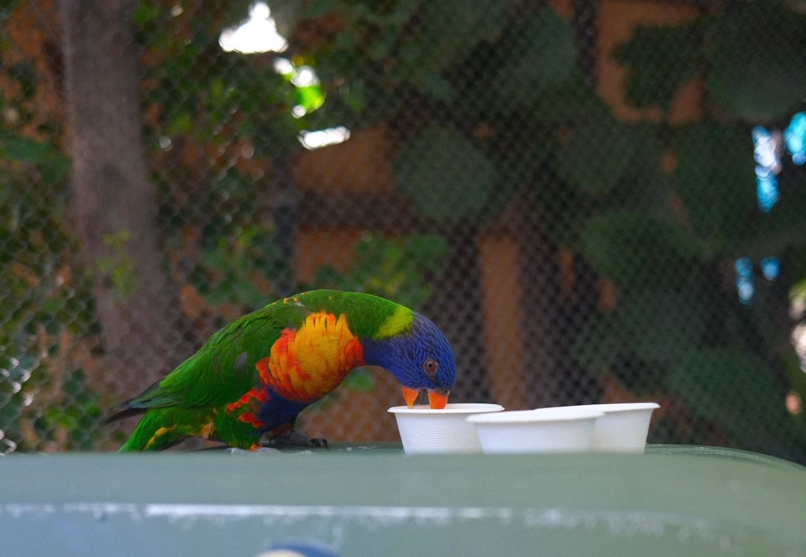 A rainbow lorikeet drinking from a small cup